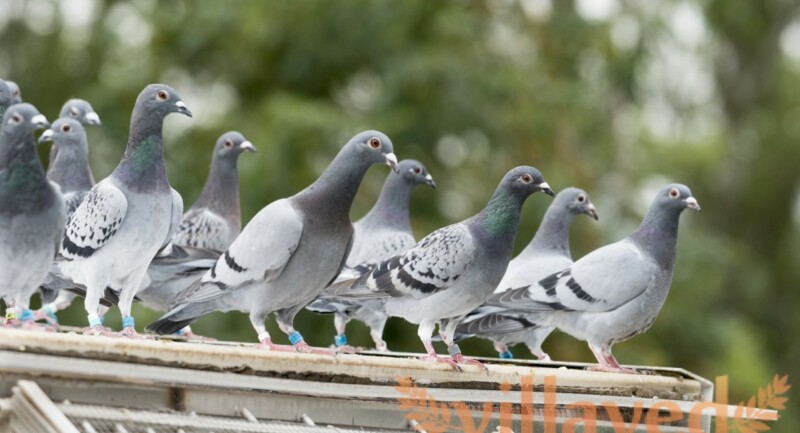 У Швейцарії використовують дрони, щоб зганяти голубів з дахів будинків